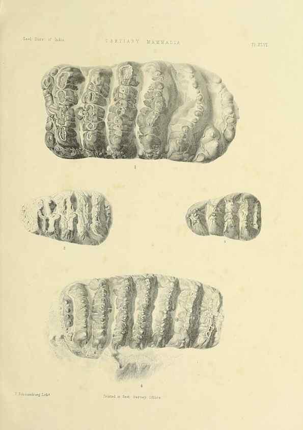 Reproducción/Reproduction 49498479536: Indian Tertiary and post Tertiary Vertebrata.. Calcutta :Geological Survey Office [etc., etc.],1874-1902.. 