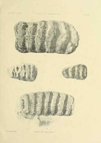 Reproducción/Reproduction 49498479536: Indian Tertiary and post Tertiary Vertebrata.. Calcutta :Geological Survey Office [etc., etc.],1874-1902.. 
