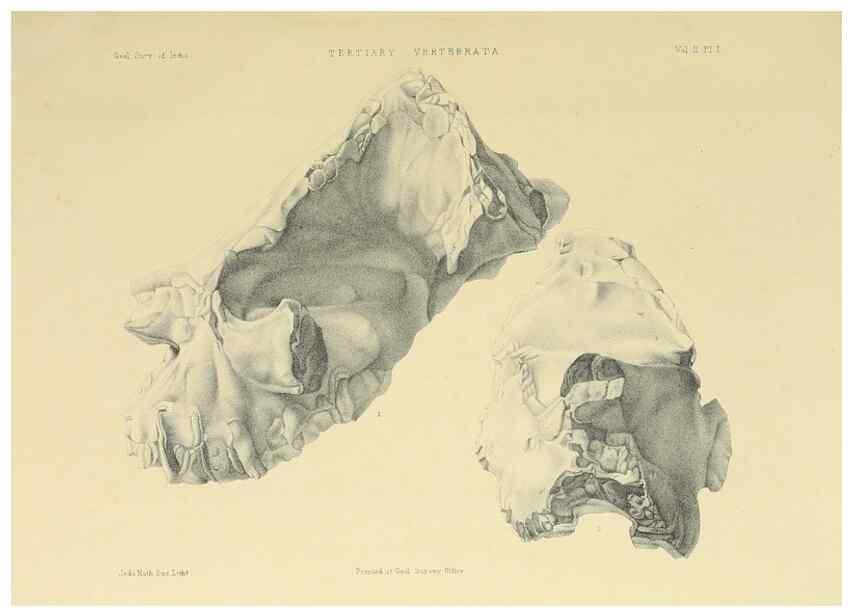 Reproducción/Reproduction 49498539121: Indian Tertiary and post Tertiary Vertebrata.. Calcutta :Geological Survey Office [etc., etc.],1874-1902.. 