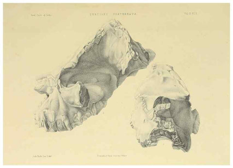 Reproducción/Reproduction 49498539121: Indian Tertiary and post Tertiary Vertebrata.. Calcutta :Geological Survey Office [etc., etc.],1874-1902.. 