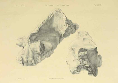 Reproducción/Reproduction 49498539121: Indian Tertiary and post Tertiary Vertebrata.. Calcutta :Geological Survey Office [etc., etc.],1874-1902.. 