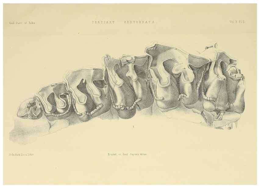 Reproducción/Reproduction 49498539551: Indian Tertiary and post Tertiary Vertebrata.. Calcutta :Geological Survey Office [etc., etc.],1874-1902.. 