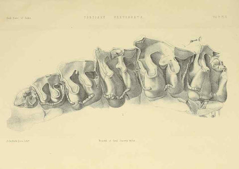 Reproducción/Reproduction 49498539551: Indian Tertiary and post Tertiary Vertebrata.. Calcutta :Geological Survey Office [etc., etc.],1874-1902.. 