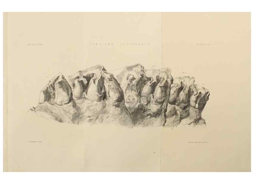 Reproducción/Reproduction 49498539936: Indian Tertiary and post Tertiary Vertebrata.. Calcutta :Geological Survey Office [etc., etc.],1874-1902.. 