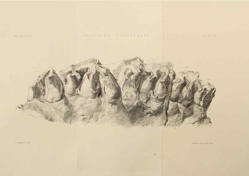 Reproducción/Reproduction 49498539936: Indian Tertiary and post Tertiary Vertebrata.. Calcutta :Geological Survey Office [etc., etc.],1874-1902.. 