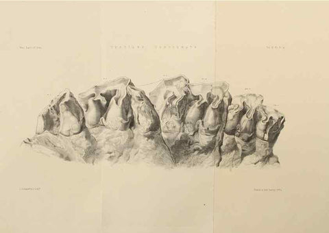 Reproducción/Reproduction 49498539936: Indian Tertiary and post Tertiary Vertebrata.. Calcutta :Geological Survey Office [etc., etc.],1874-1902.. 