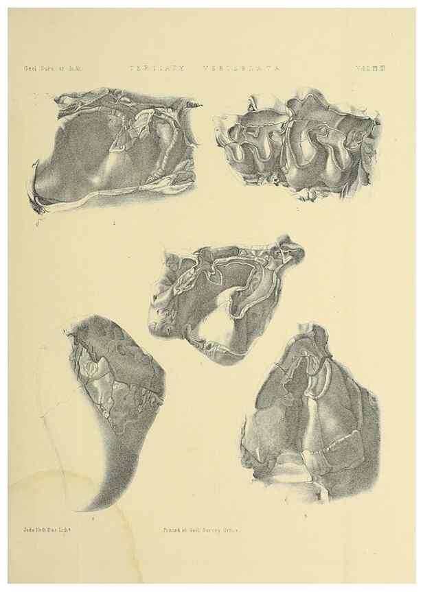 Reproducción/Reproduction 49498765567: Indian Tertiary and post Tertiary Vertebrata.. Calcutta :Geological Survey Office [etc., etc.],1874-1902.. 