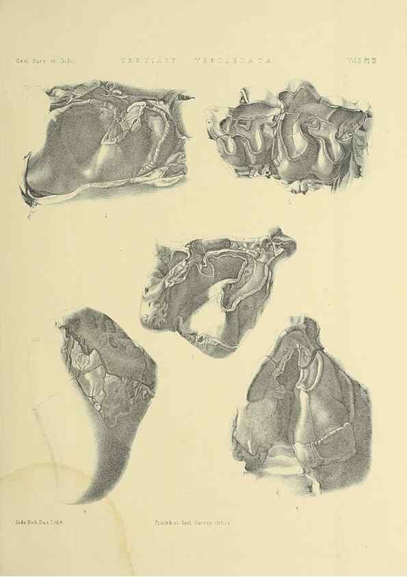 Reproducción/Reproduction 49498765567: Indian Tertiary and post Tertiary Vertebrata.. Calcutta :Geological Survey Office [etc., etc.],1874-1902.. 