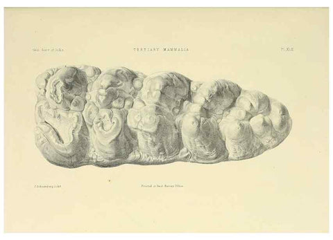 Reproducción/Reproduction 49498478136: Indian Tertiary and post Tertiary Vertebrata.. Calcutta :Geological Survey Office [etc., etc.],1874-1902.. 
