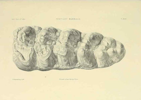 Reproducción/Reproduction 49498478136: Indian Tertiary and post Tertiary Vertebrata.. Calcutta :Geological Survey Office [etc., etc.],1874-1902.. 