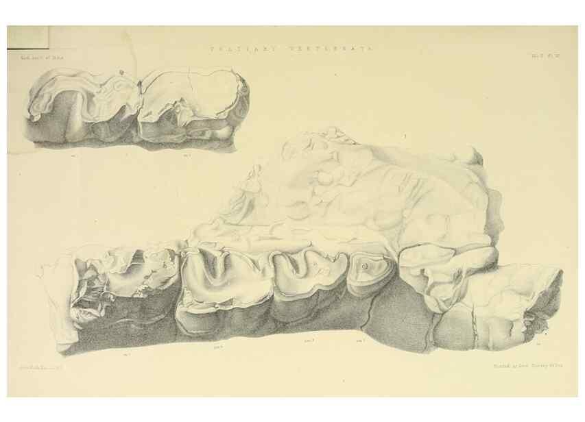 Reproducción/Reproduction 49498765962: Indian Tertiary and post Tertiary Vertebrata.. Calcutta :Geological Survey Office [etc., etc.],1874-1902.. 