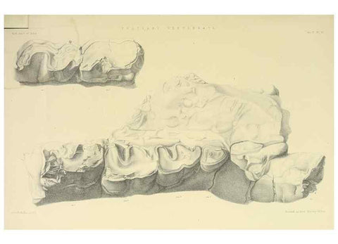 Reproducción/Reproduction 49498765962: Indian Tertiary and post Tertiary Vertebrata.. Calcutta :Geological Survey Office [etc., etc.],1874-1902.. 
