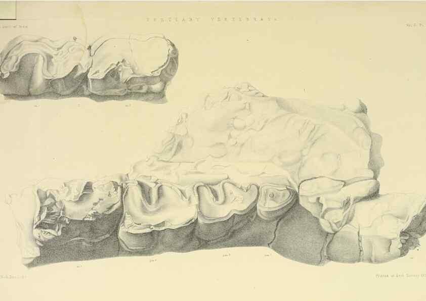 Reproducción/Reproduction 49498765962: Indian Tertiary and post Tertiary Vertebrata.. Calcutta :Geological Survey Office [etc., etc.],1874-1902.. 