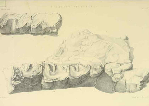 Reproducción/Reproduction 49498765962: Indian Tertiary and post Tertiary Vertebrata.. Calcutta :Geological Survey Office [etc., etc.],1874-1902.. 