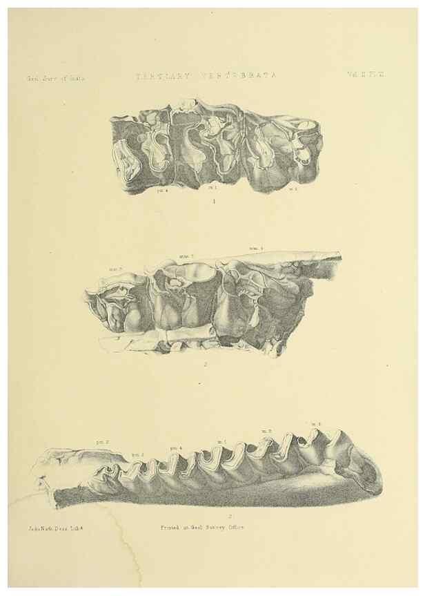 Reproducción/Reproduction 49498044123: Indian Tertiary and post Tertiary Vertebrata.. Calcutta :Geological Survey Office [etc., etc.],1874-1902.. 