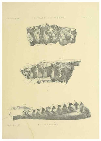 Reproducción/Reproduction 49498044123: Indian Tertiary and post Tertiary Vertebrata.. Calcutta :Geological Survey Office [etc., etc.],1874-1902.. 