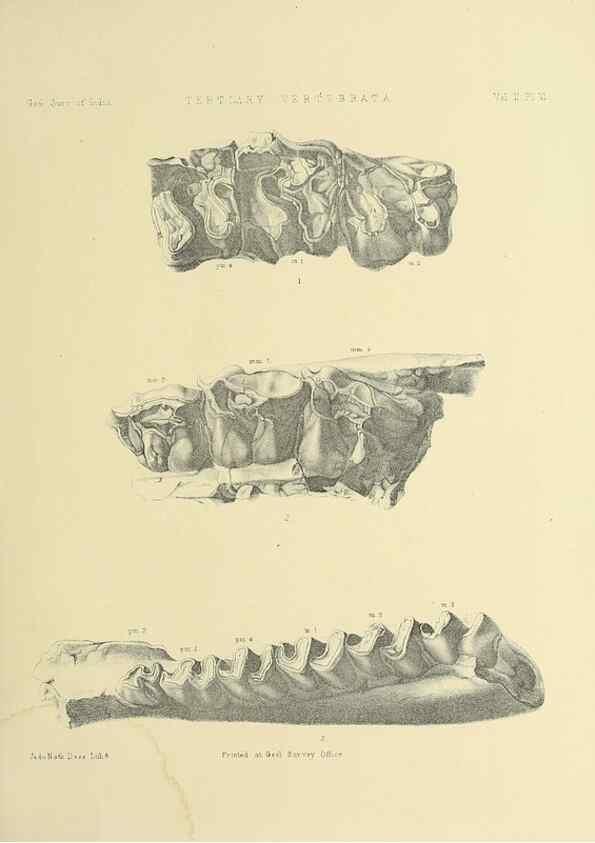 Reproducción/Reproduction 49498044123: Indian Tertiary and post Tertiary Vertebrata.. Calcutta :Geological Survey Office [etc., etc.],1874-1902.. 