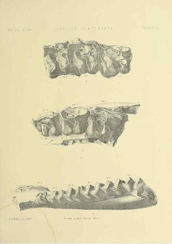 Reproducción/Reproduction 49498044123: Indian Tertiary and post Tertiary Vertebrata.. Calcutta :Geological Survey Office [etc., etc.],1874-1902.. 