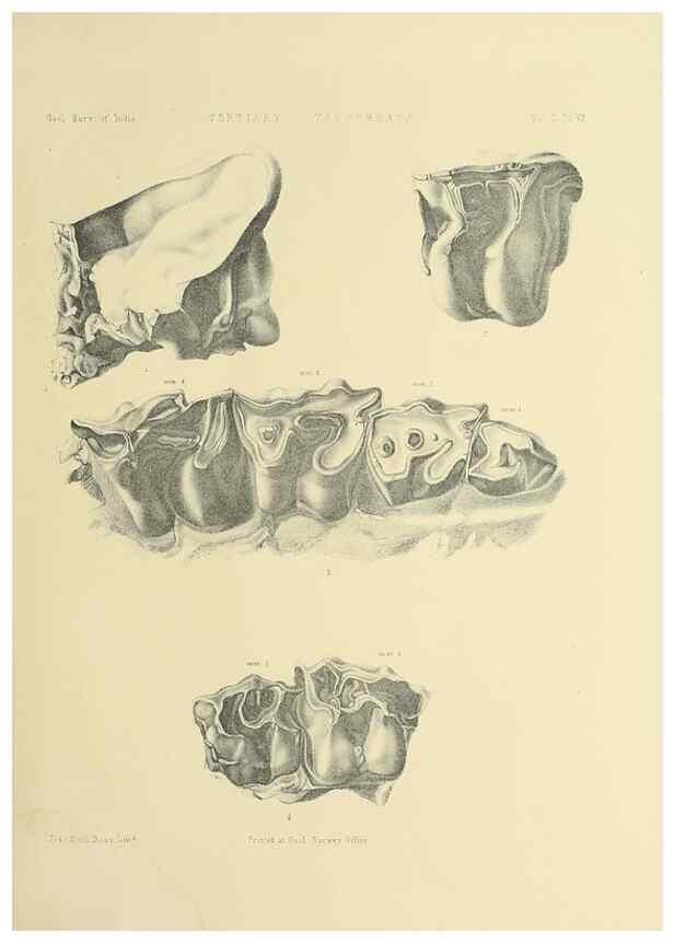 Reproducción/Reproduction 49498044538: Indian Tertiary and post Tertiary Vertebrata.. Calcutta :Geological Survey Office [etc., etc.],1874-1902.. 