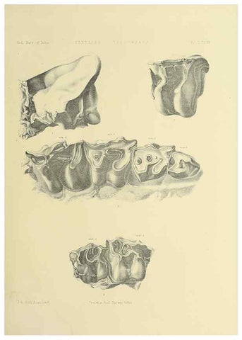 Reproducción/Reproduction 49498044538: Indian Tertiary and post Tertiary Vertebrata.. Calcutta :Geological Survey Office [etc., etc.],1874-1902.. 