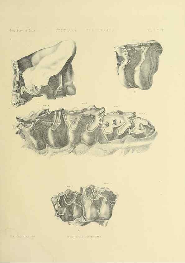 Reproducción/Reproduction 49498044538: Indian Tertiary and post Tertiary Vertebrata.. Calcutta :Geological Survey Office [etc., etc.],1874-1902.. 