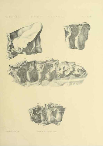 Reproducción/Reproduction 49498044538: Indian Tertiary and post Tertiary Vertebrata.. Calcutta :Geological Survey Office [etc., etc.],1874-1902.. 