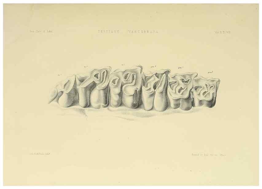 Reproducción/Reproduction 49498541956: Indian Tertiary and post Tertiary Vertebrata.. Calcutta :Geological Survey Office [etc., etc.],1874-1902.. 