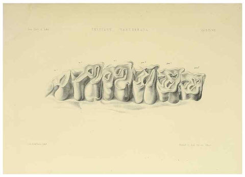 Reproducción/Reproduction 49498541956: Indian Tertiary and post Tertiary Vertebrata.. Calcutta :Geological Survey Office [etc., etc.],1874-1902.. 