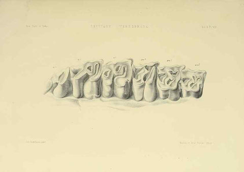 Reproducción/Reproduction 49498541956: Indian Tertiary and post Tertiary Vertebrata.. Calcutta :Geological Survey Office [etc., etc.],1874-1902.. 