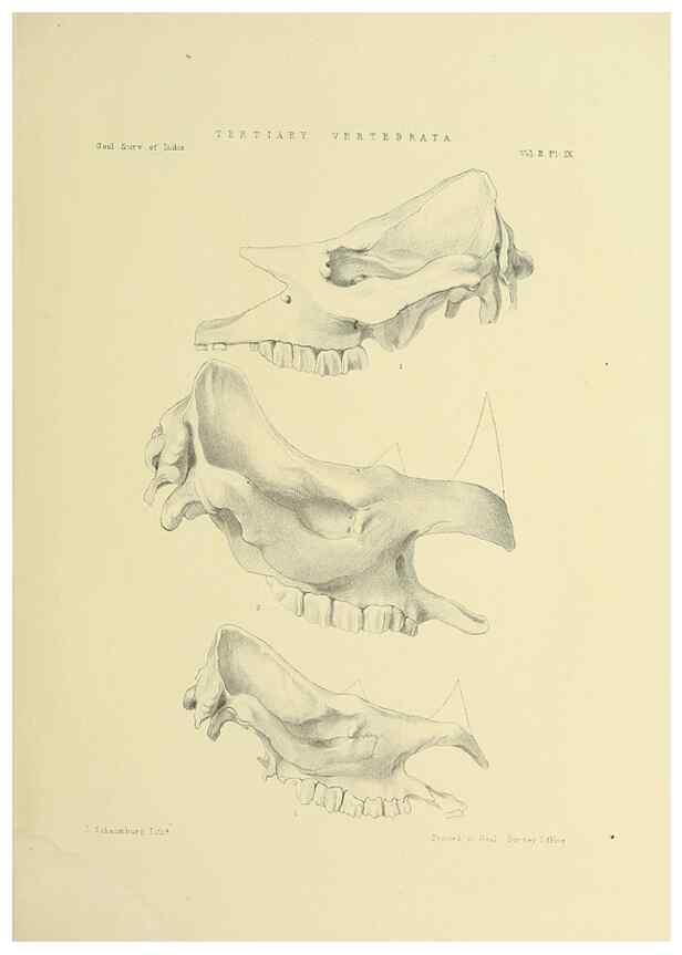 Reproducción/Reproduction 49498045153: Indian Tertiary and post Tertiary Vertebrata.. Calcutta :Geological Survey Office [etc., etc.],1874-1902.. 