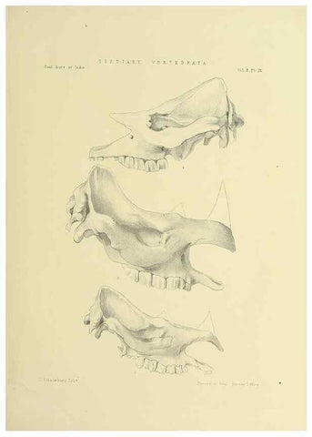 Reproducción/Reproduction 49498045153: Indian Tertiary and post Tertiary Vertebrata.. Calcutta :Geological Survey Office [etc., etc.],1874-1902.. 
