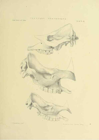 Reproducción/Reproduction 49498045153: Indian Tertiary and post Tertiary Vertebrata.. Calcutta :Geological Survey Office [etc., etc.],1874-1902.. 