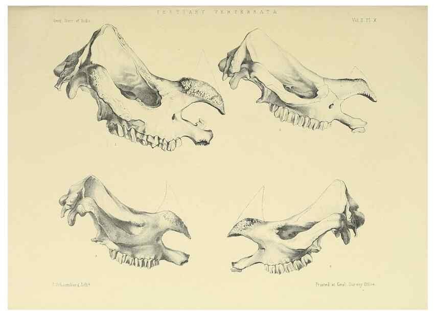 Reproducción/Reproduction 49498542636: Indian Tertiary and post Tertiary Vertebrata.. Calcutta :Geological Survey Office [etc., etc.],1874-1902.. 
