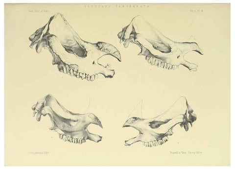 Reproducción/Reproduction 49498542636: Indian Tertiary and post Tertiary Vertebrata.. Calcutta :Geological Survey Office [etc., etc.],1874-1902.. 