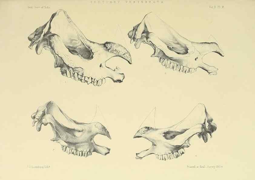 Reproducción/Reproduction 49498542636: Indian Tertiary and post Tertiary Vertebrata.. Calcutta :Geological Survey Office [etc., etc.],1874-1902.. 