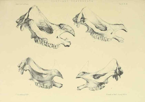Reproducción/Reproduction 49498542636: Indian Tertiary and post Tertiary Vertebrata.. Calcutta :Geological Survey Office [etc., etc.],1874-1902.. 