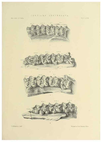 Reproducción/Reproduction 49498768252: Indian Tertiary and post Tertiary Vertebrata.. Calcutta :Geological Survey Office [etc., etc.],1874-1902.. 