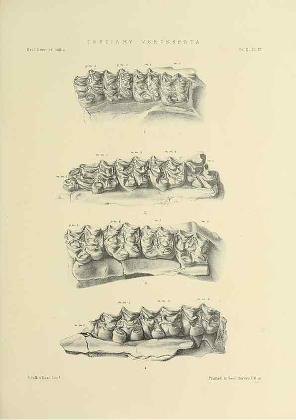 Reproducción/Reproduction 49498768252: Indian Tertiary and post Tertiary Vertebrata.. Calcutta :Geological Survey Office [etc., etc.],1874-1902.. 