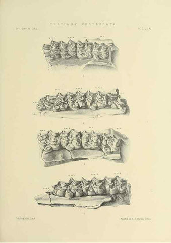 Reproducción/Reproduction 49498768252: Indian Tertiary and post Tertiary Vertebrata.. Calcutta :Geological Survey Office [etc., etc.],1874-1902.. 