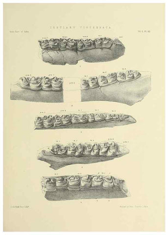 Reproducción/Reproduction 49498768617: Indian Tertiary and post Tertiary Vertebrata.. Calcutta :Geological Survey Office [etc., etc.],1874-1902.. 