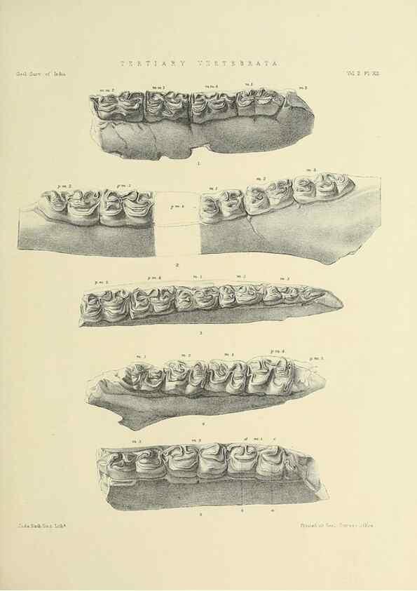 Reproducción/Reproduction 49498768617: Indian Tertiary and post Tertiary Vertebrata.. Calcutta :Geological Survey Office [etc., etc.],1874-1902.. 