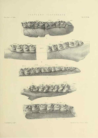 Reproducción/Reproduction 49498768617: Indian Tertiary and post Tertiary Vertebrata.. Calcutta :Geological Survey Office [etc., etc.],1874-1902.. 