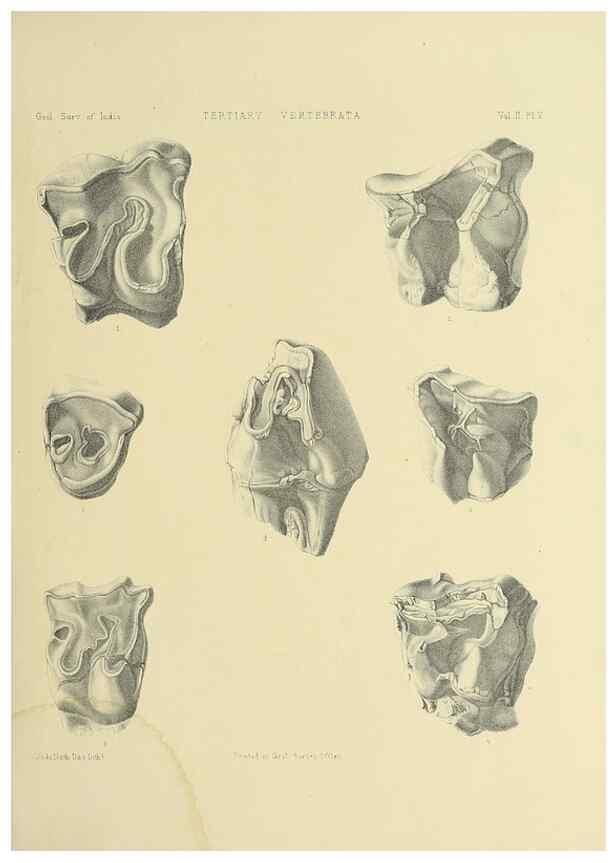 Reproducción/Reproduction 49498043863: Indian Tertiary and post Tertiary Vertebrata.. Calcutta :Geological Survey Office [etc., etc.],1874-1902.. 