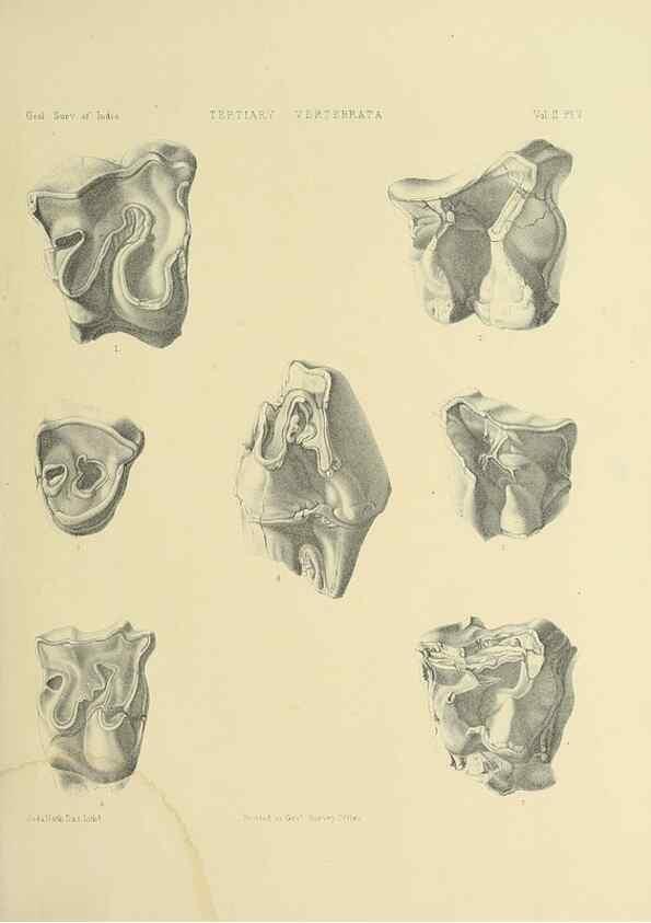Reproducción/Reproduction 49498043863: Indian Tertiary and post Tertiary Vertebrata.. Calcutta :Geological Survey Office [etc., etc.],1874-1902.. 