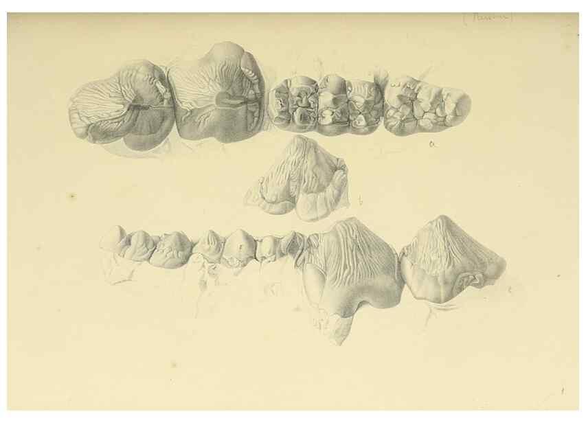 Reproducción/Reproduction 49498462976: Indian Tertiary and post Tertiary Vertebrata.. Calcutta :Geological Survey Office [etc., etc.],1874-1902.. 