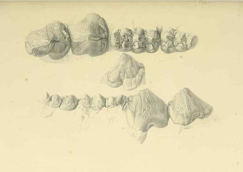 Reproducción/Reproduction 49498462976: Indian Tertiary and post Tertiary Vertebrata.. Calcutta :Geological Survey Office [etc., etc.],1874-1902.. 