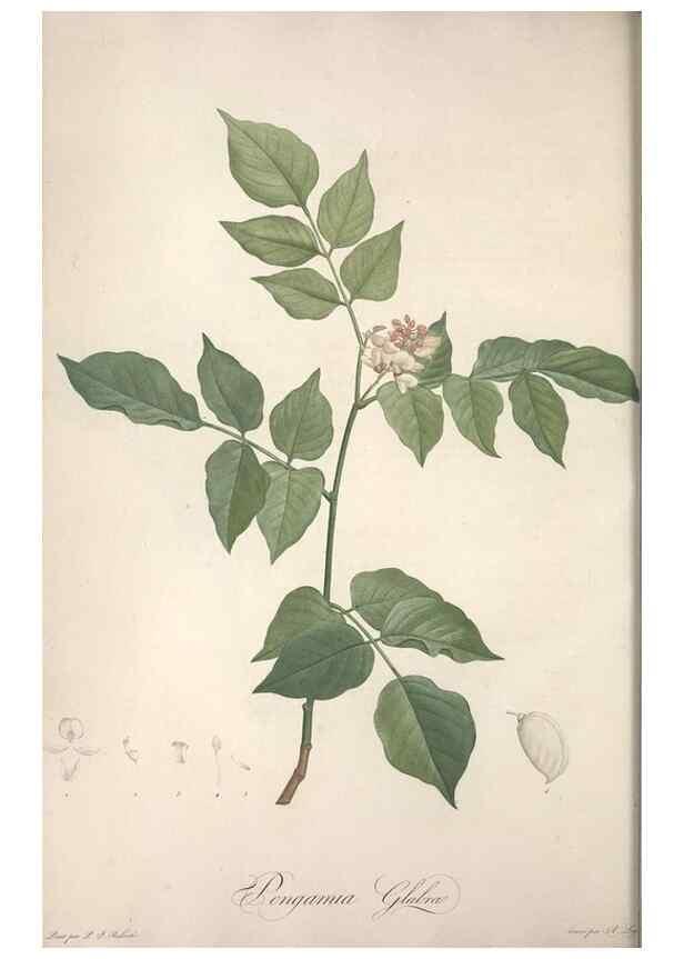 Reproducción/Reproduction 49498870088: Jardin de la Malmaison. A Paris :De l'imprimerie de Crapelet, et se trouve chez l'auteur ...,1803-1804.. 