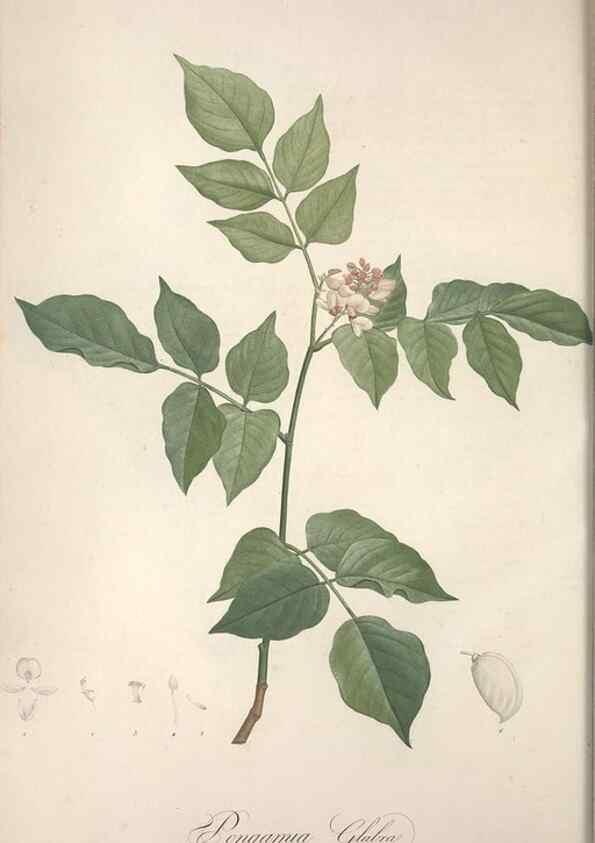 Reproducción/Reproduction 49498870088: Jardin de la Malmaison. A Paris :De l'imprimerie de Crapelet, et se trouve chez l'auteur ...,1803-1804.. 