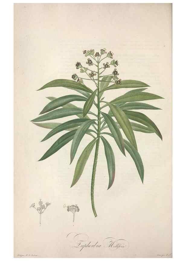 Reproducción/Reproduction 49499370541: Jardin de la Malmaison. A Paris :De l'imprimerie de Crapelet, et se trouve chez l'auteur ...,1803-1804.. 