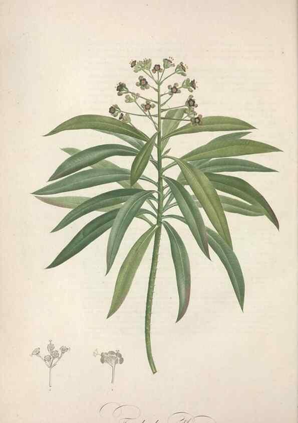 Reproducción/Reproduction 49499370541: Jardin de la Malmaison. A Paris :De l'imprimerie de Crapelet, et se trouve chez l'auteur ...,1803-1804.. 